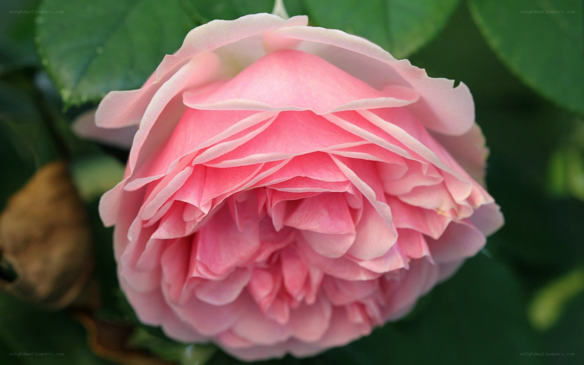 Pink rose in full bloom