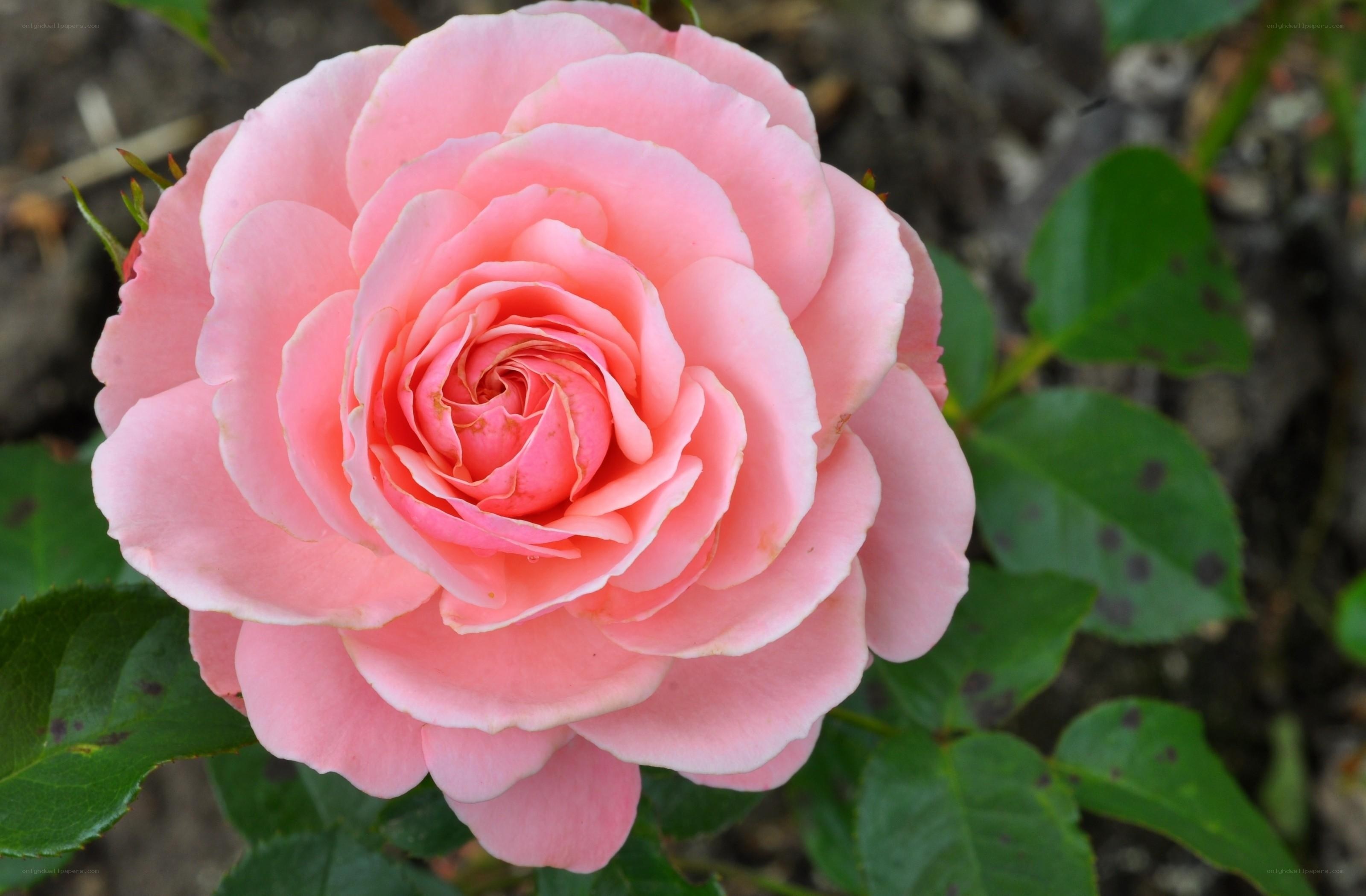 Pink rose in full bloom