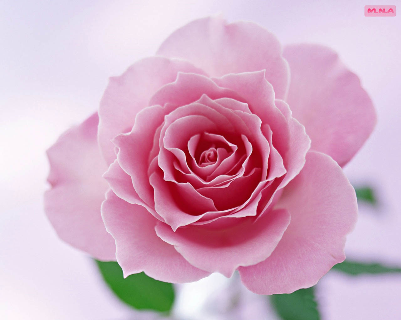 Pink rose in full bloom