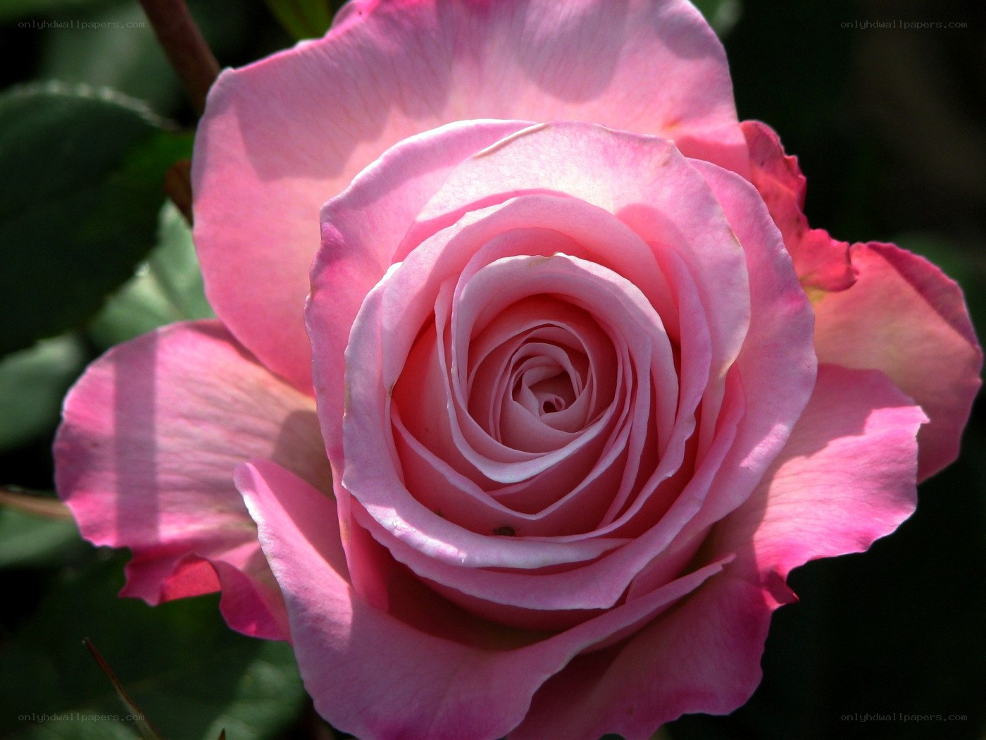 Pink rose in full bloom