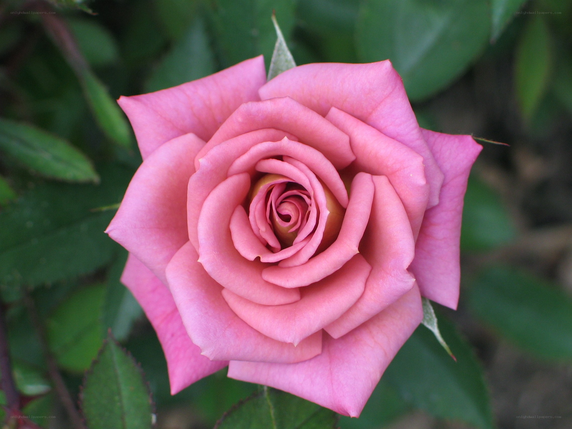 Pink rose in full bloom