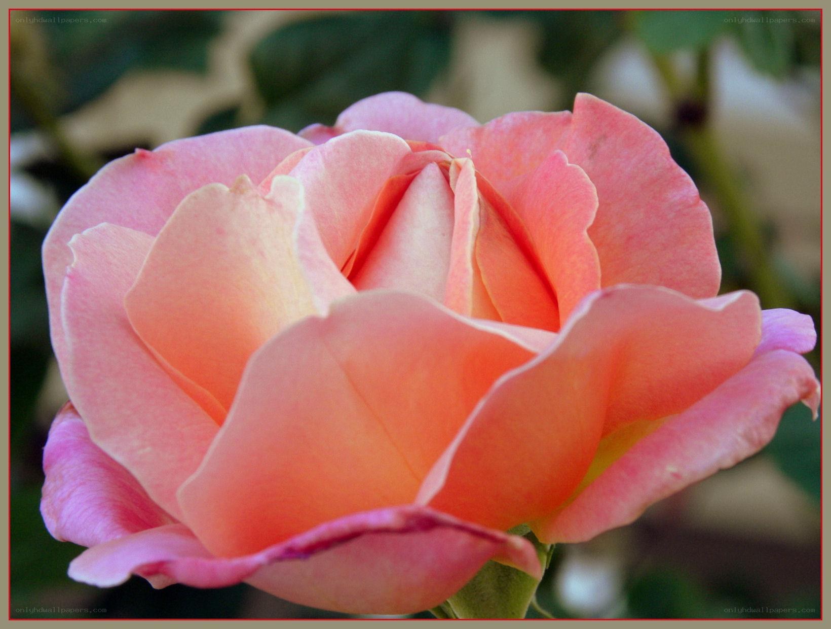 Pink rose in full bloom