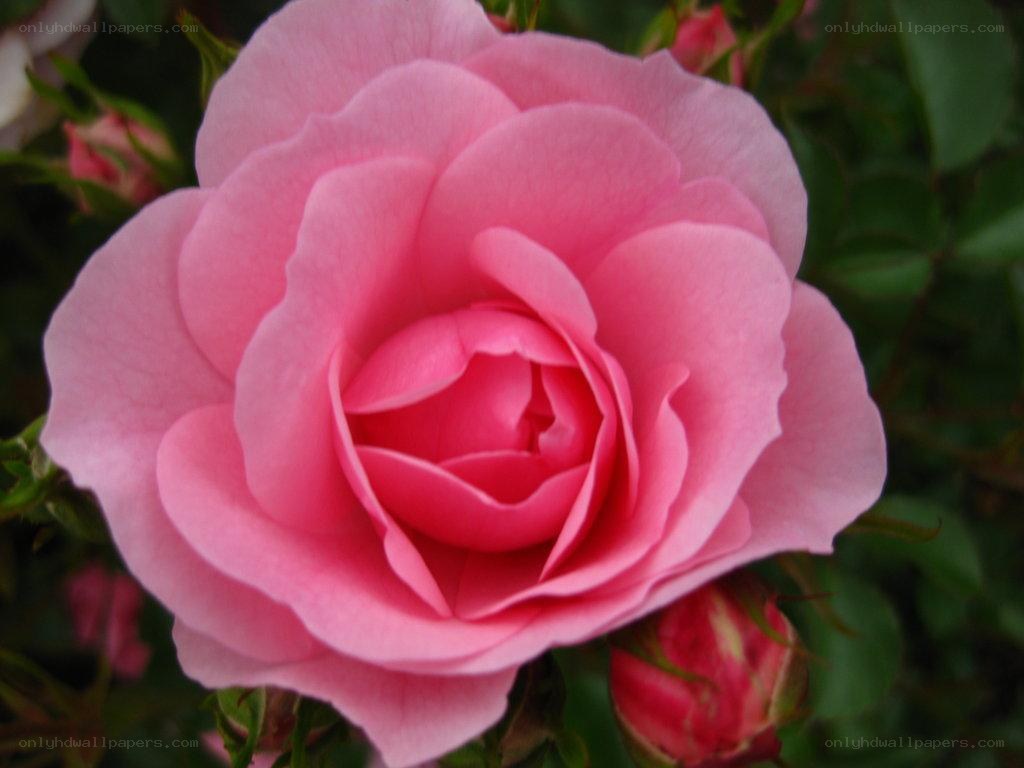 Pink rose in full bloom