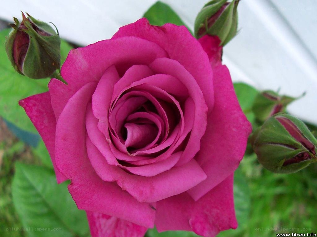 Pink rose in full bloom