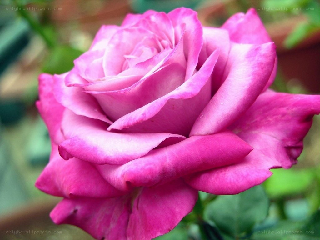 Pink rose in full bloom