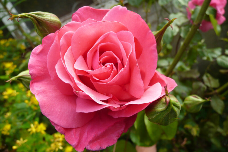 Pink rose in full bloom