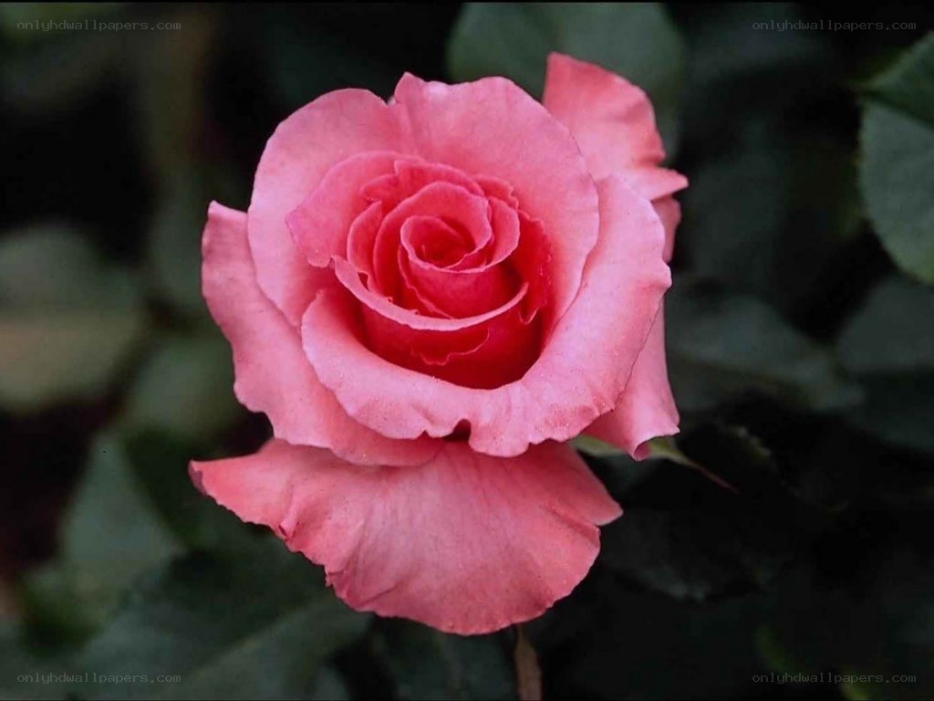 Pink rose in full bloom