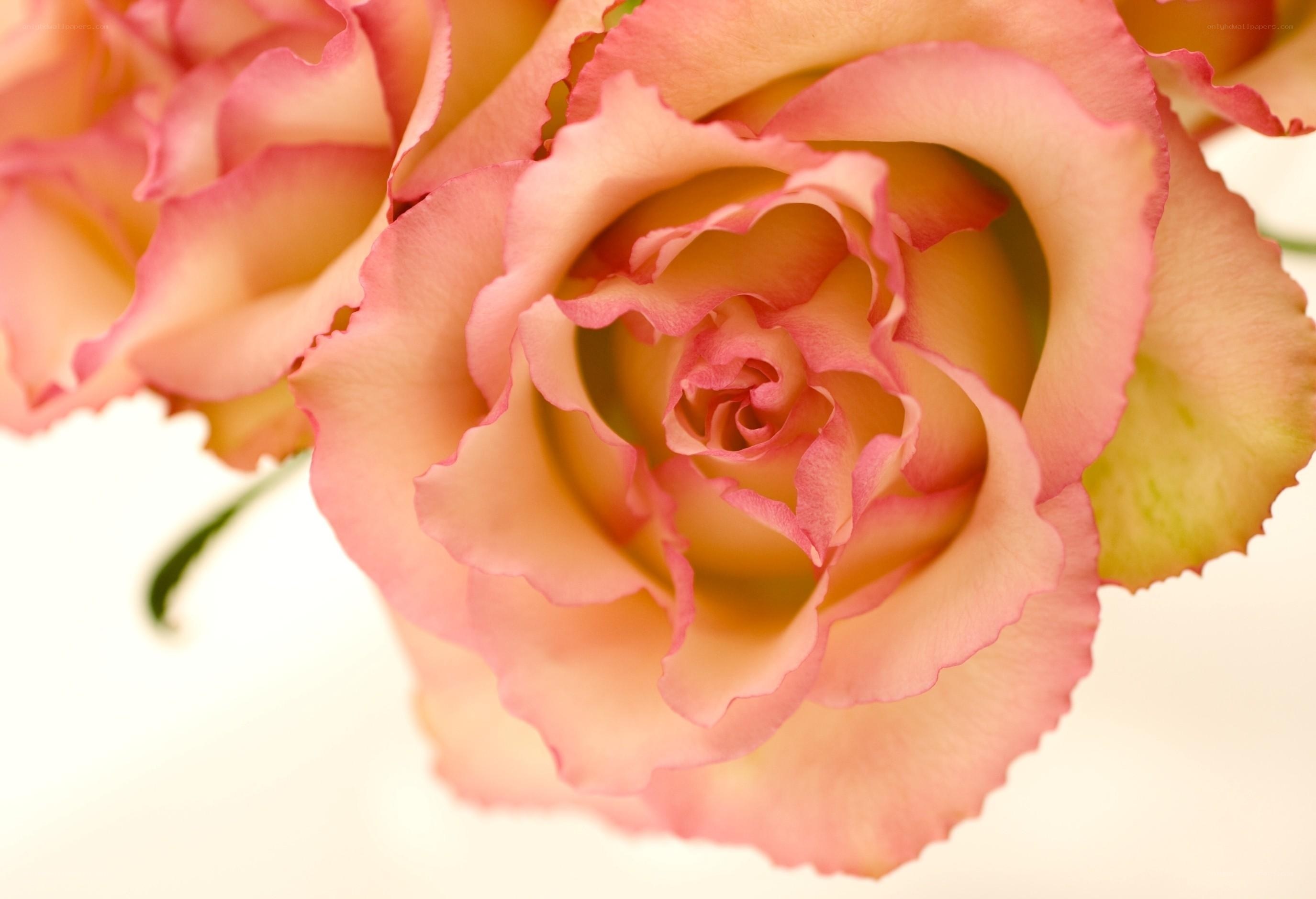 Pink rose in full bloom