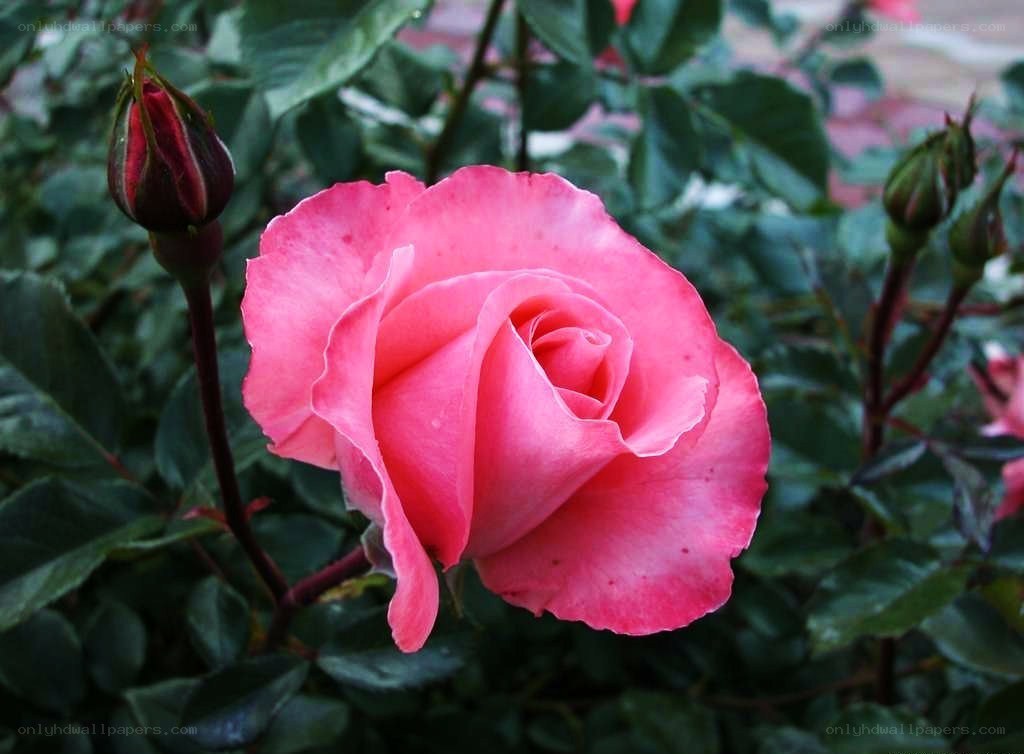 Pink rose in full bloom