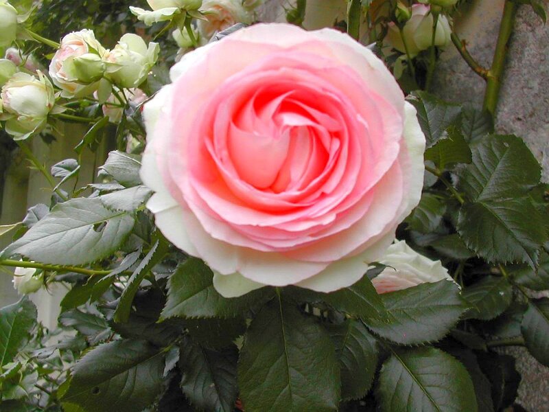 Pink rose in full bloom