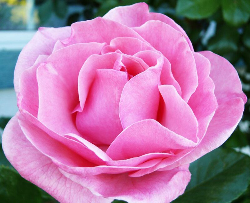 Pink rose in full bloom