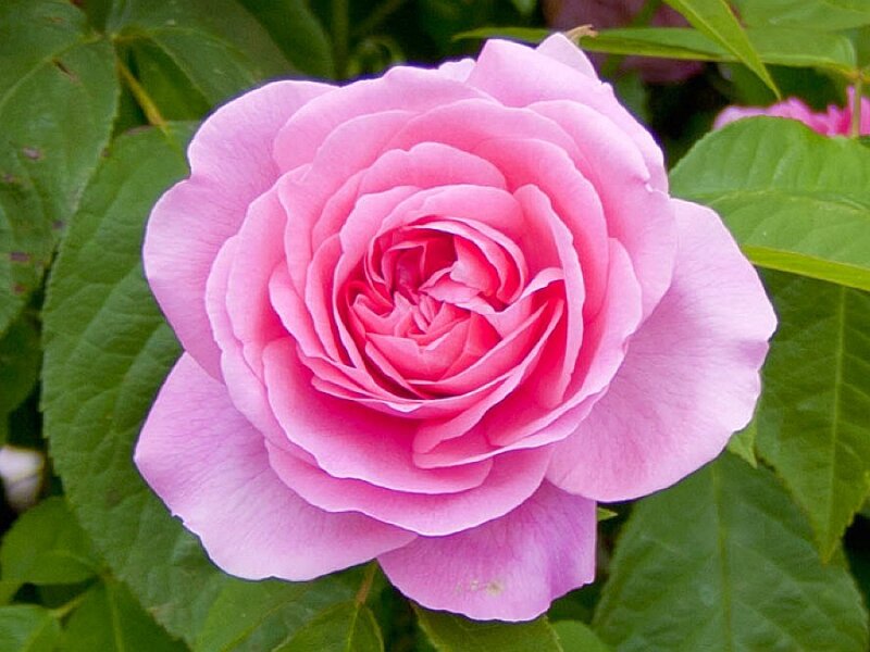 Pink rose in full bloom