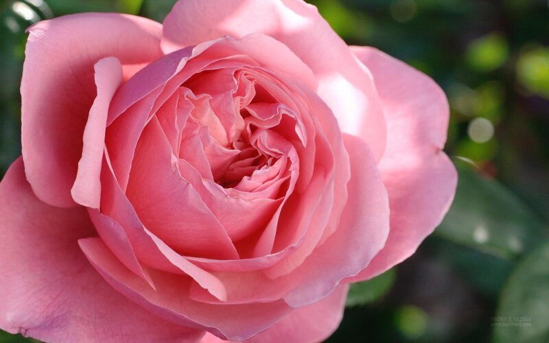 Pink rose in full bloom