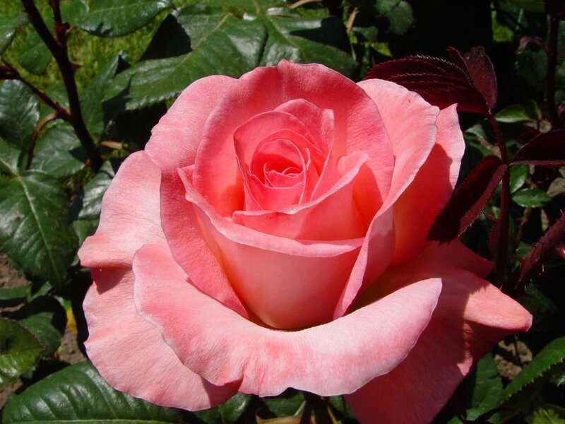 Pink rose in full bloom