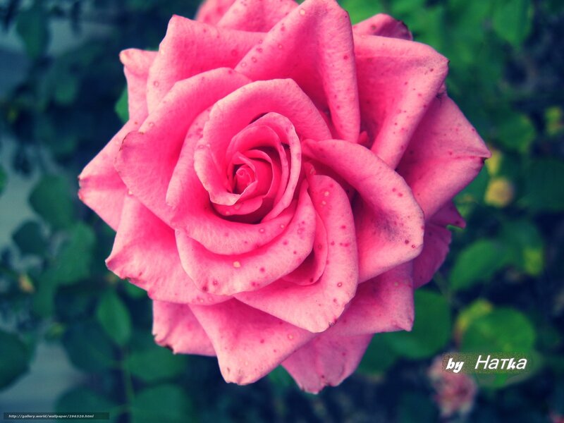 Pink rose in full bloom