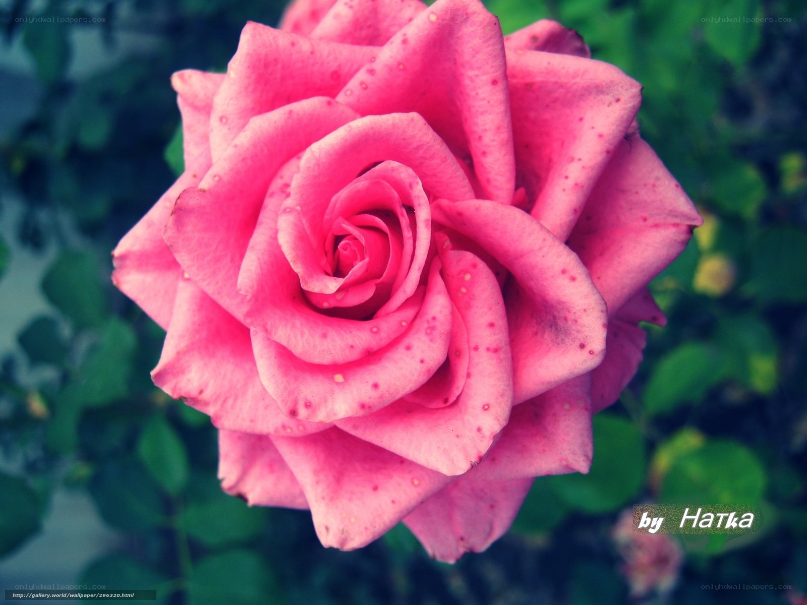 Pink rose in full bloom