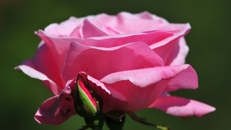 Pink rose in full bloom