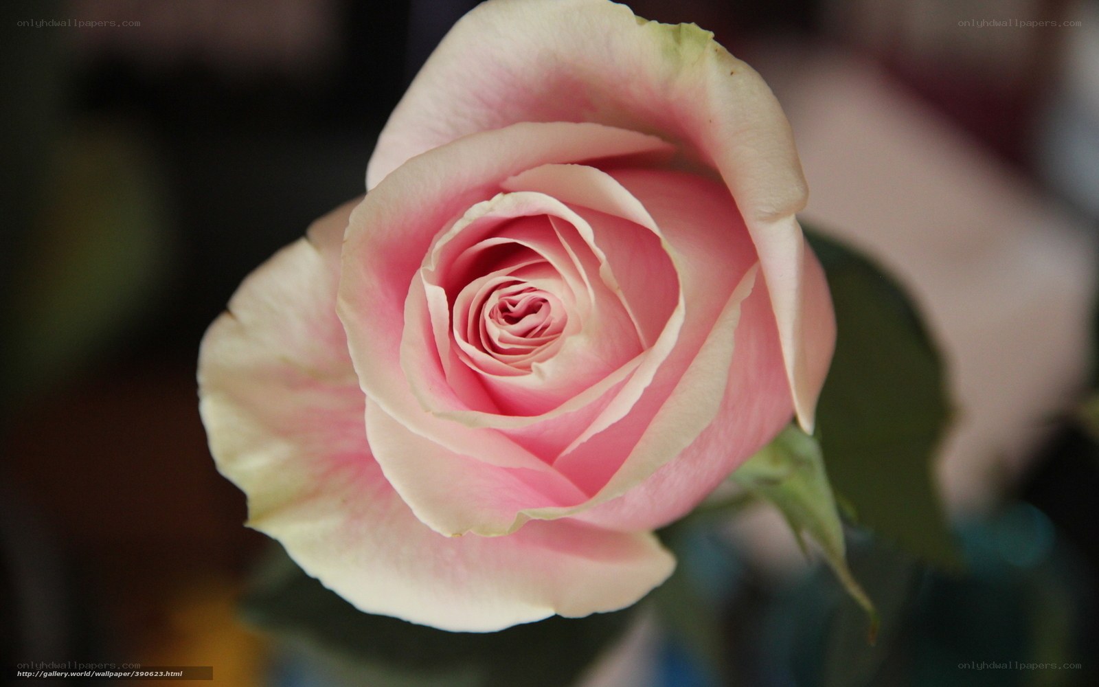 Pink rose in full bloom