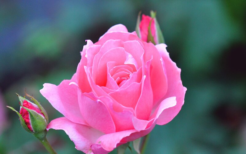 Pink rose in full bloom