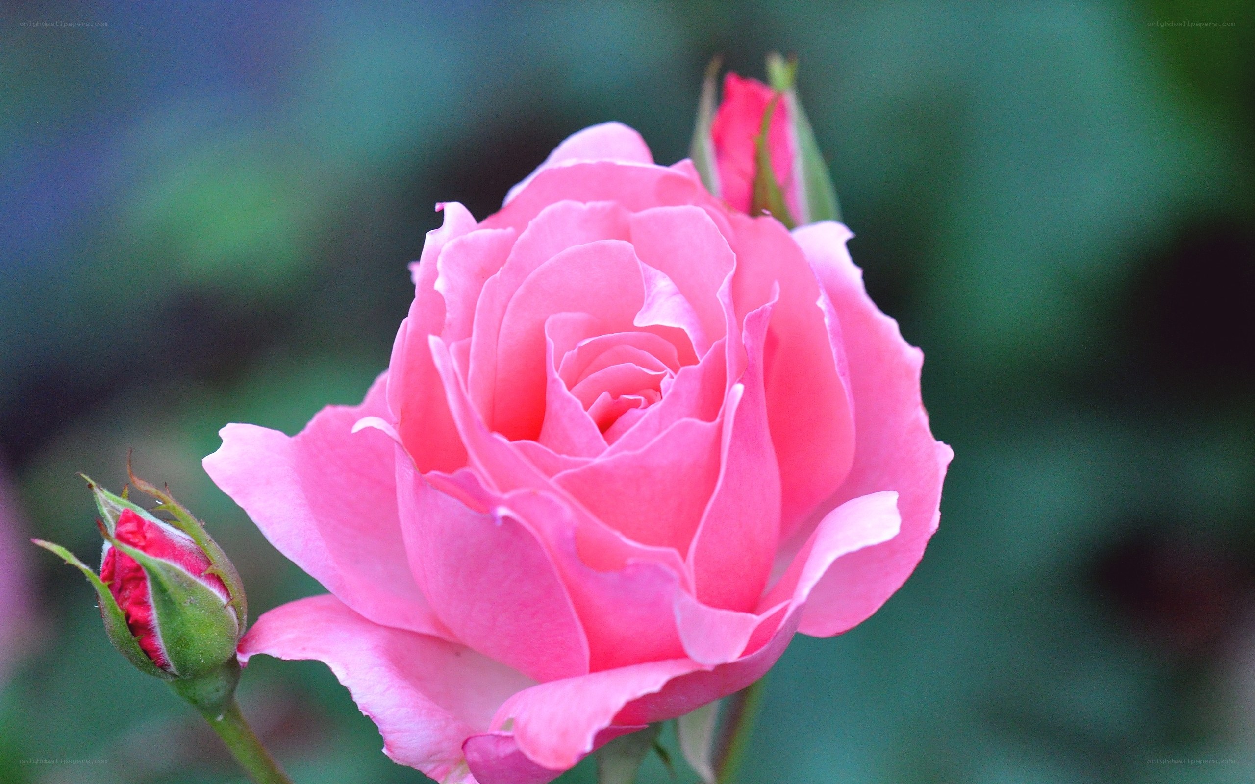 Pink rose in full bloom