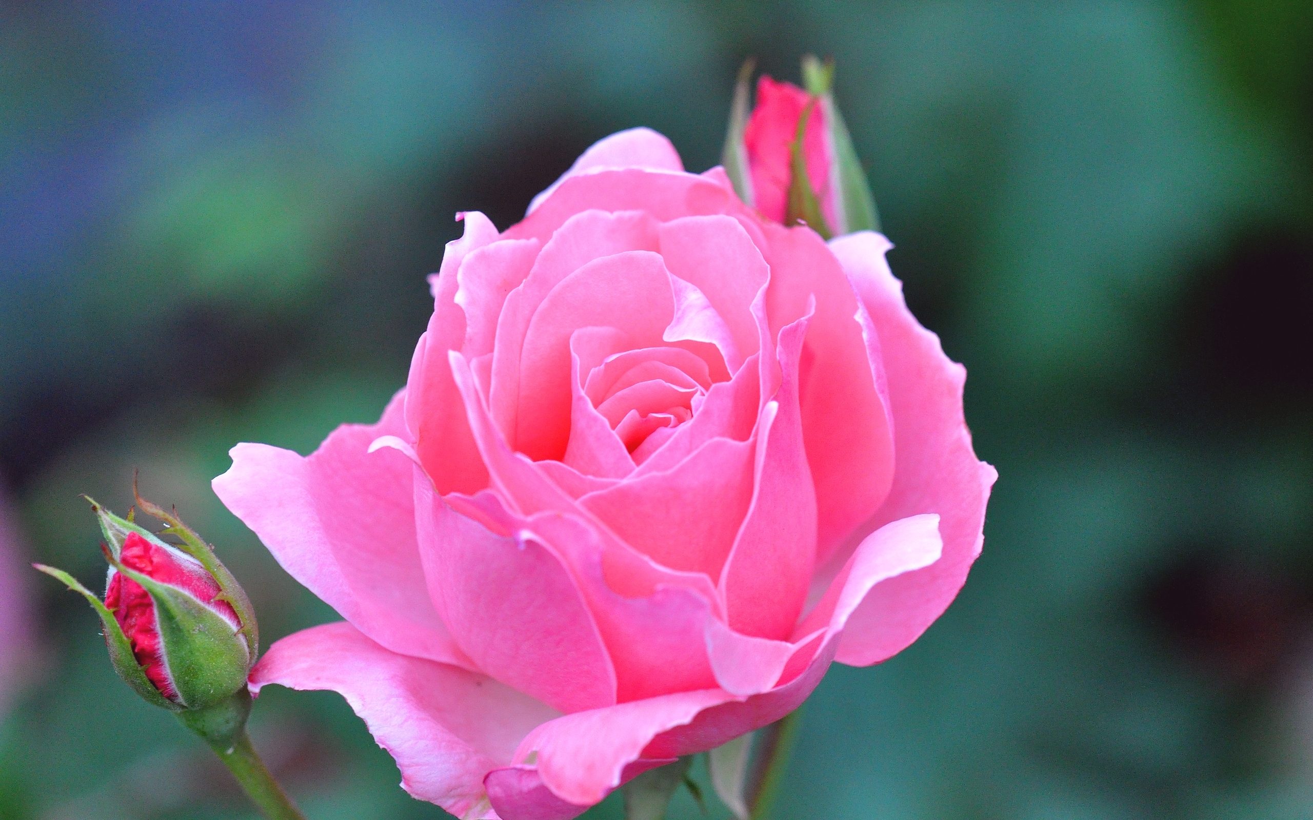 Pink rose in full bloom