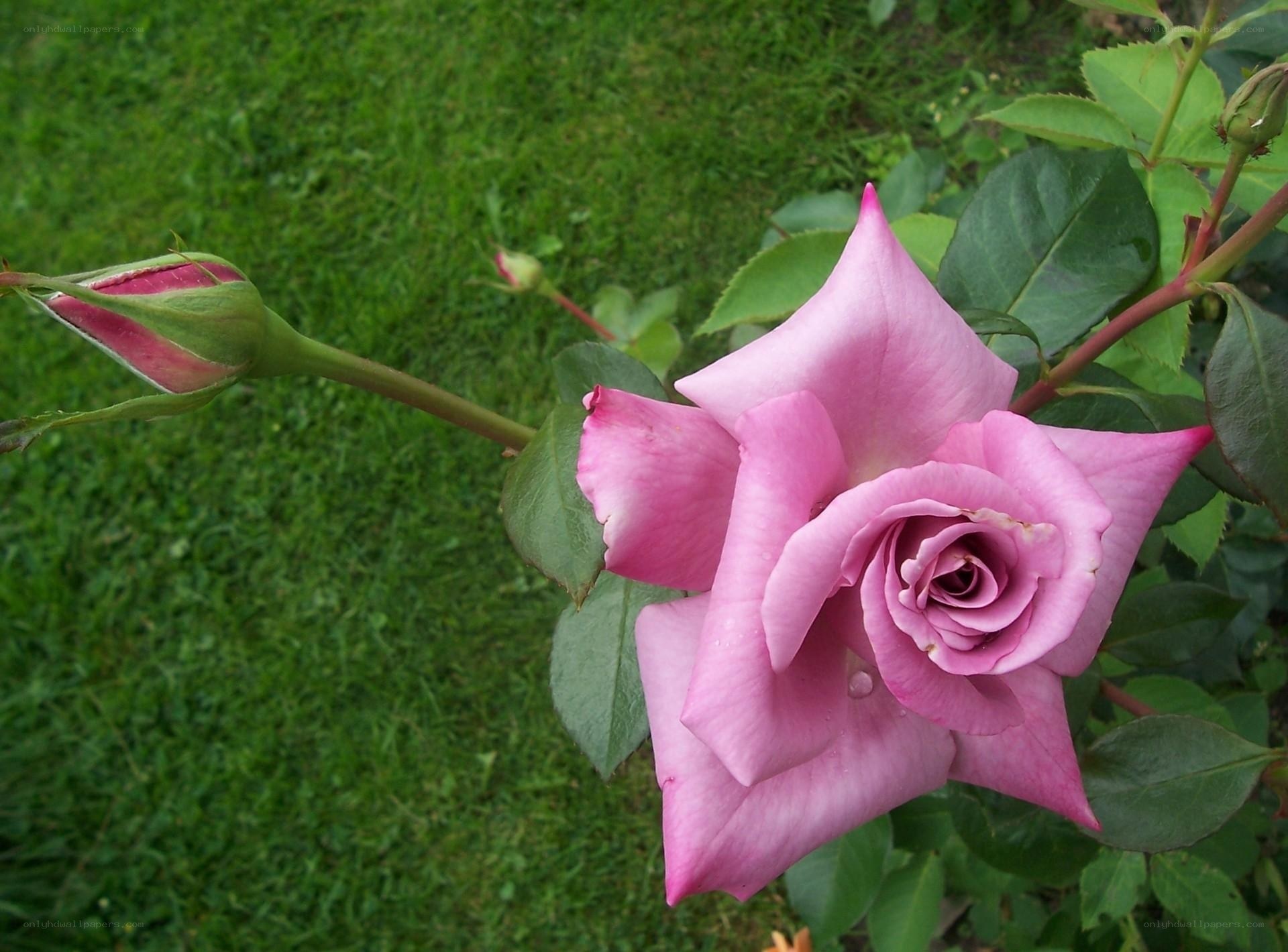 Pink rose in garden