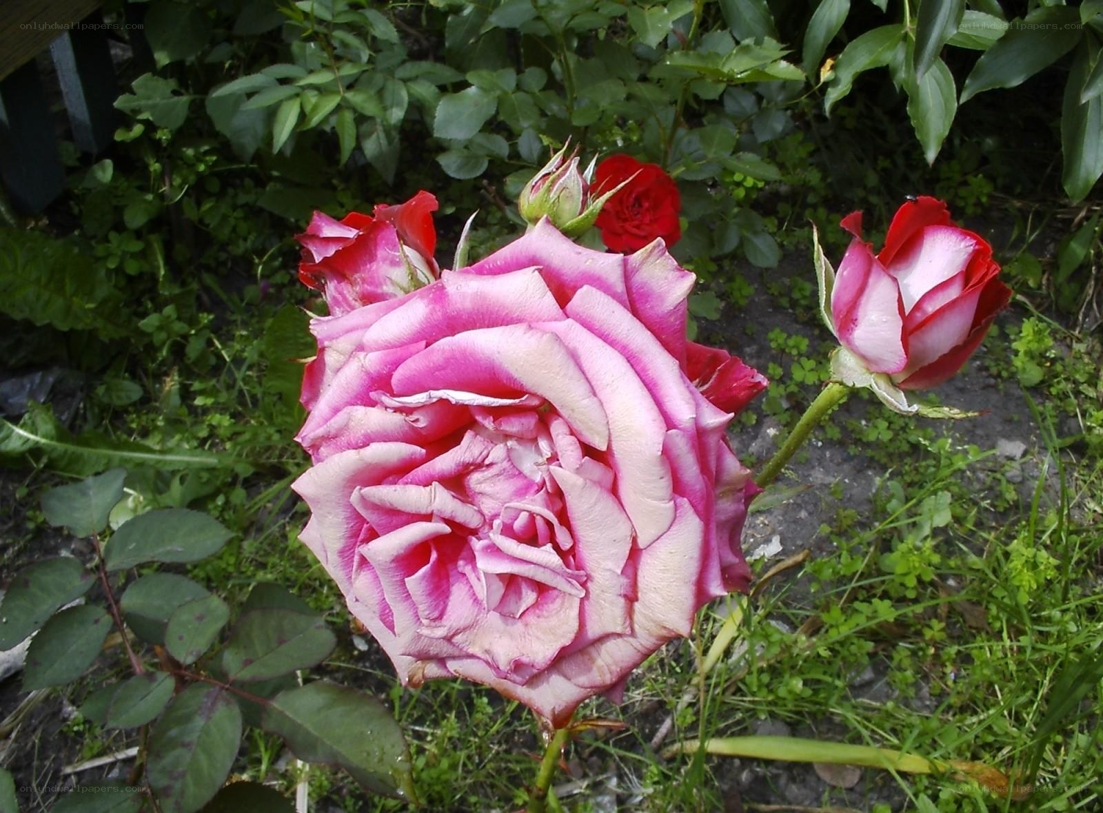 Pink rose in garden