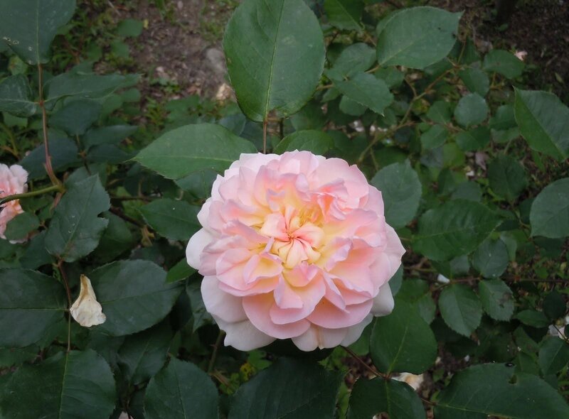 Pink rose in garden
