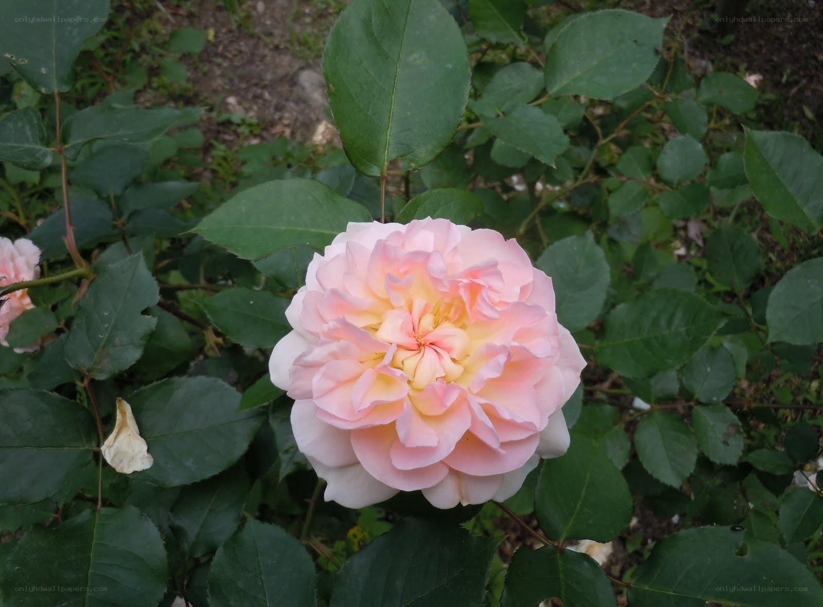 Pink rose in garden
