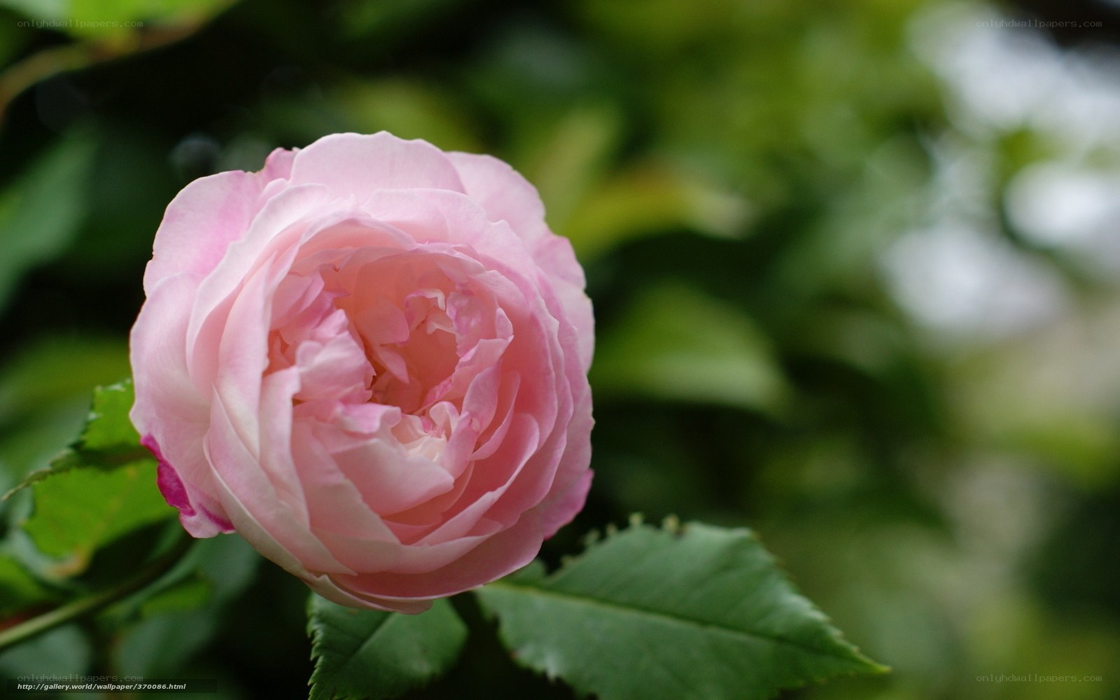 Pink rose in garden