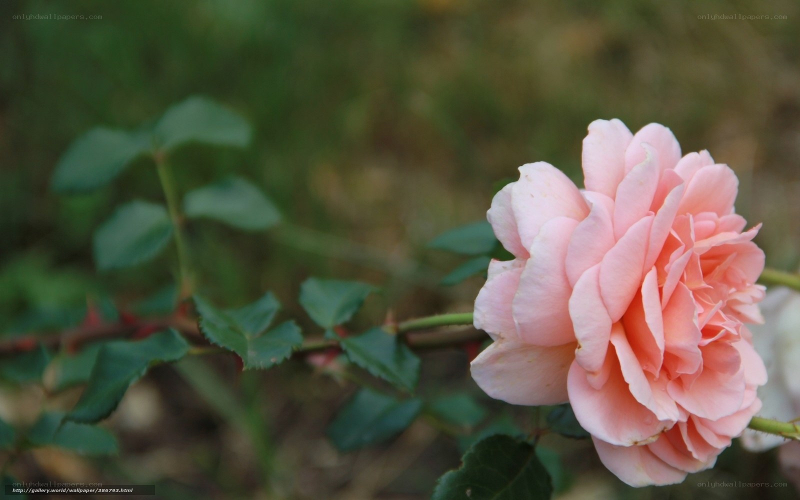 pink rose in garden