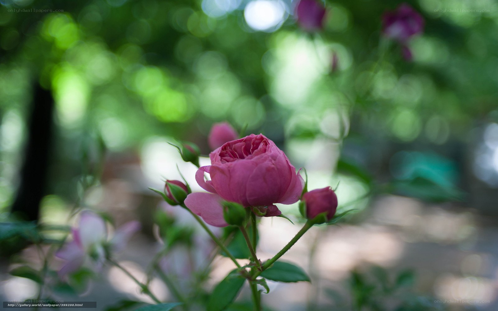 Pink rose in garden