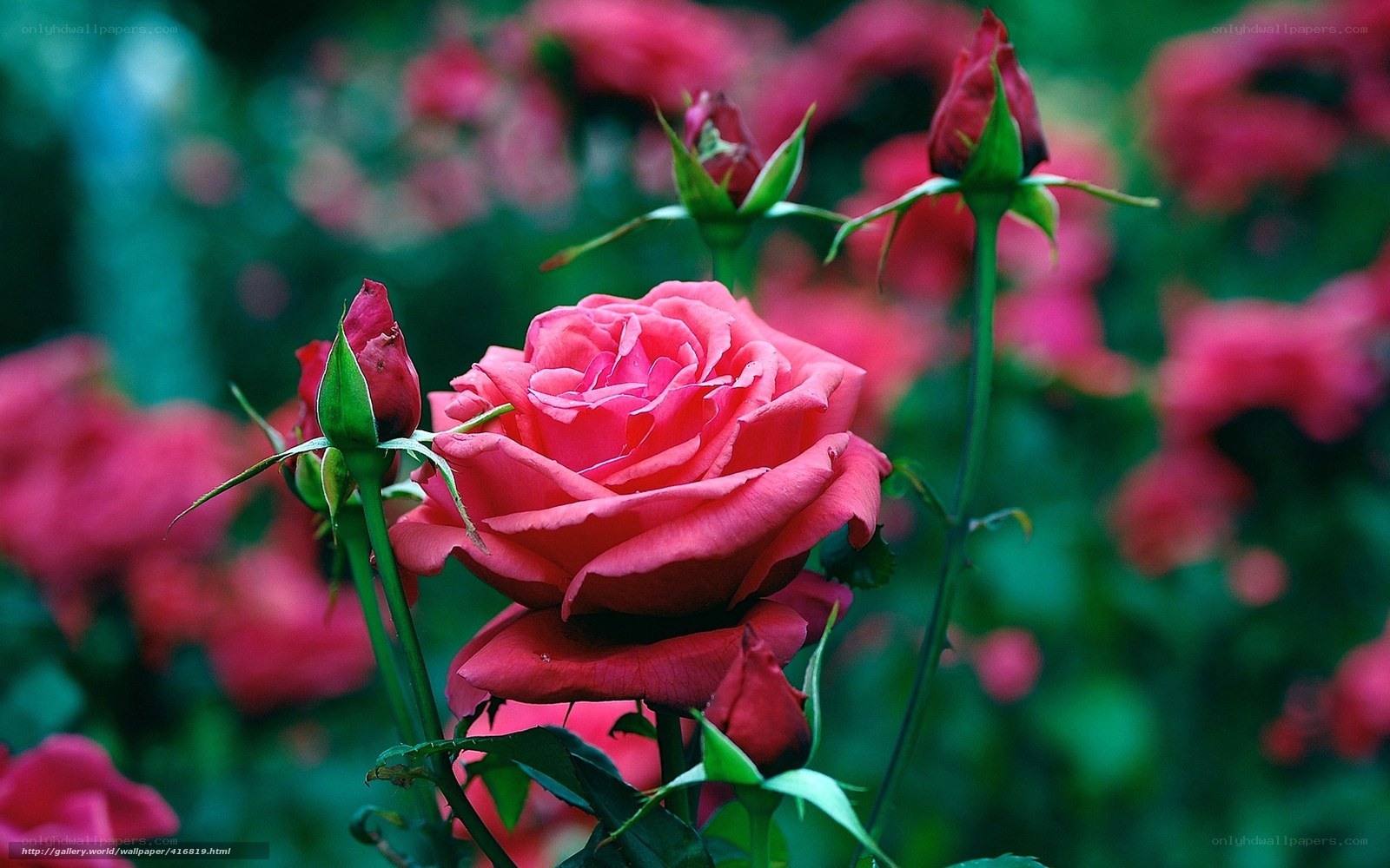 Pink rose in garden