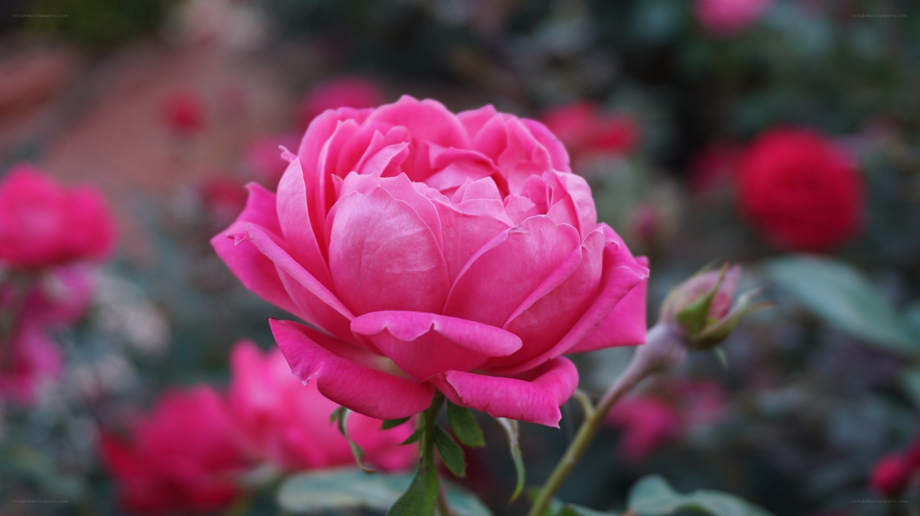 Pink rose in garden