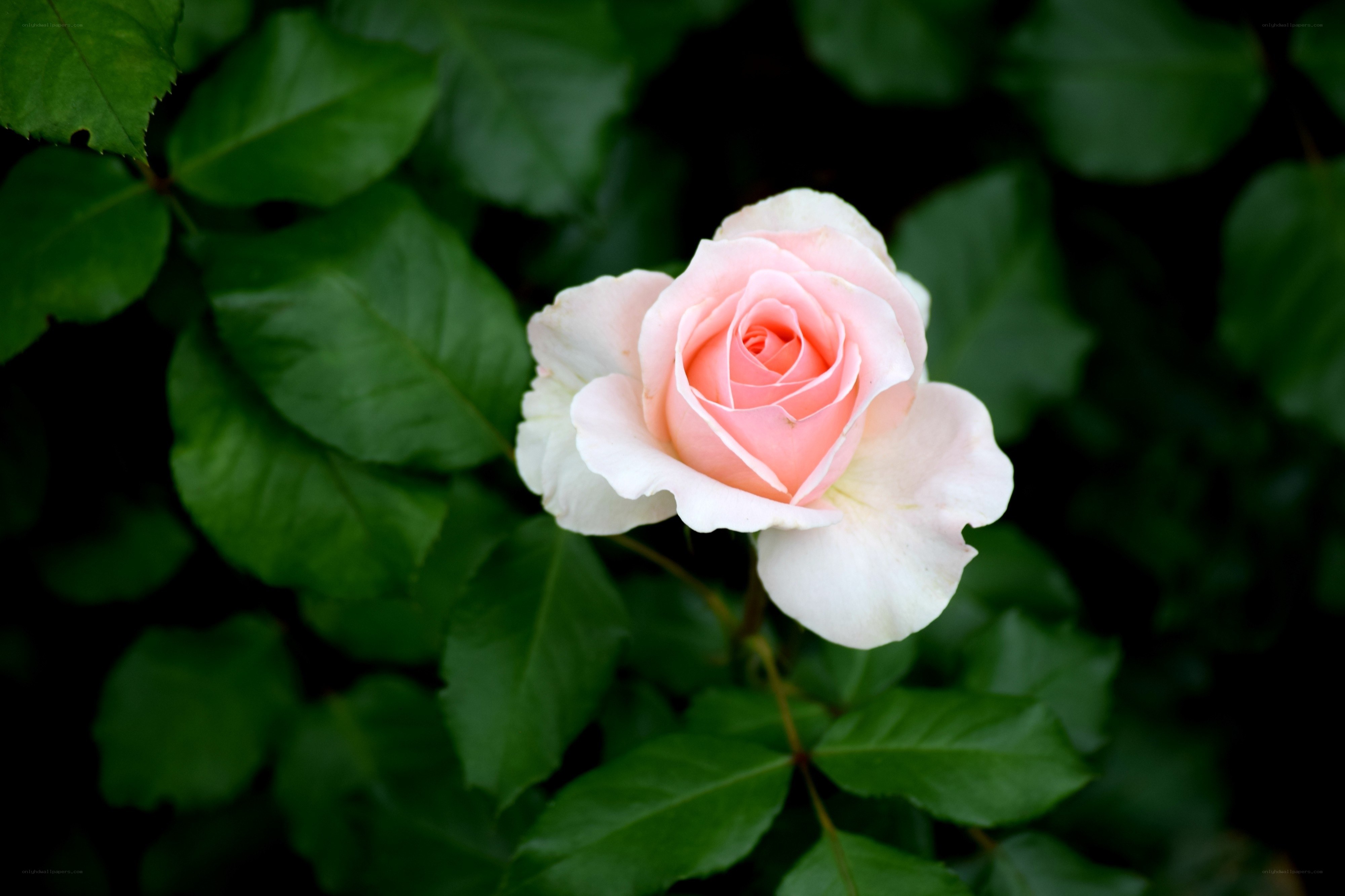 Pink rose in garden