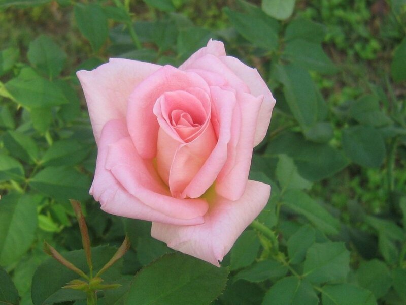 Pink rose in garden