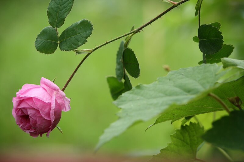 Pink rose in garden