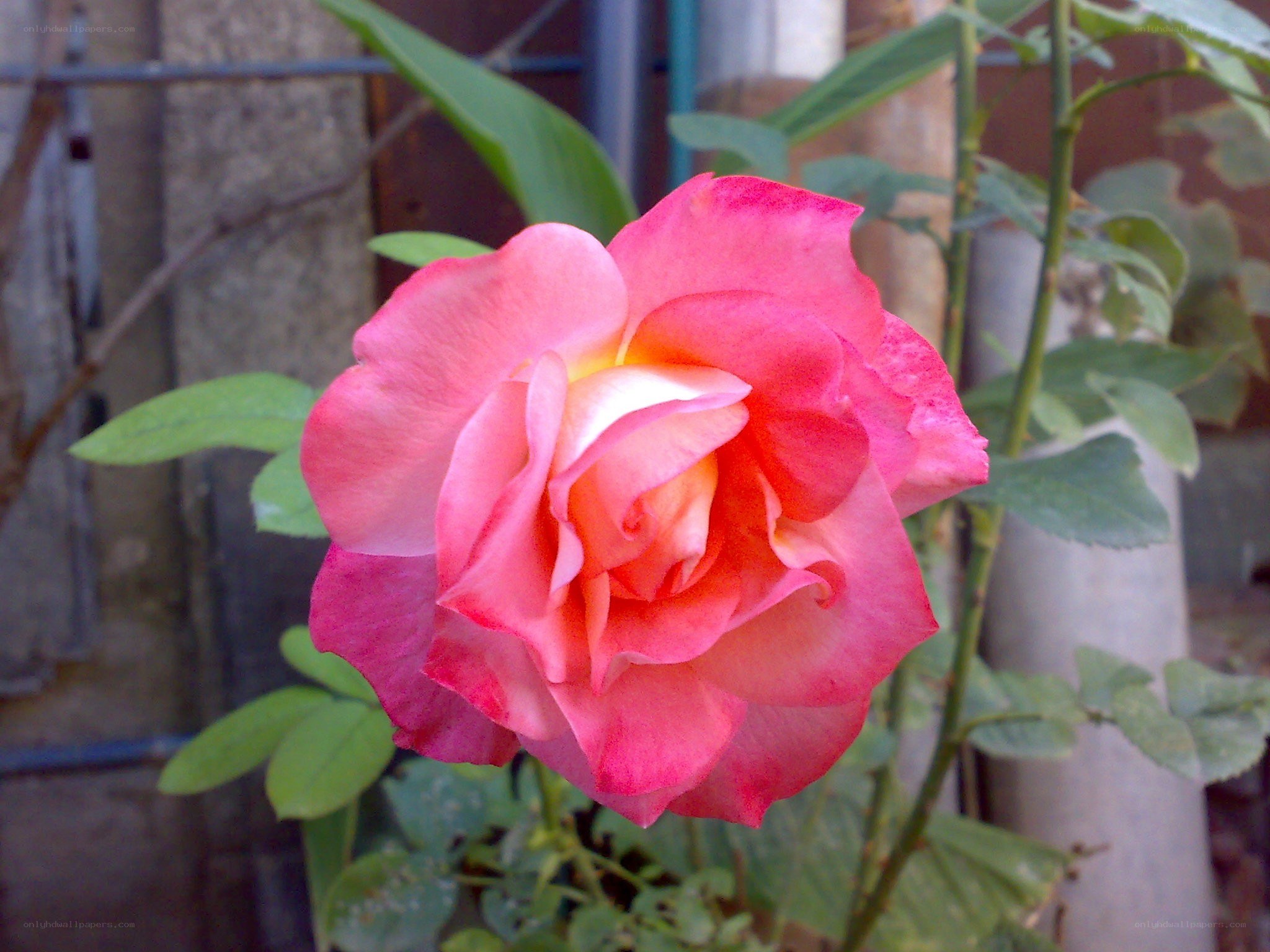 Pink rose in garden