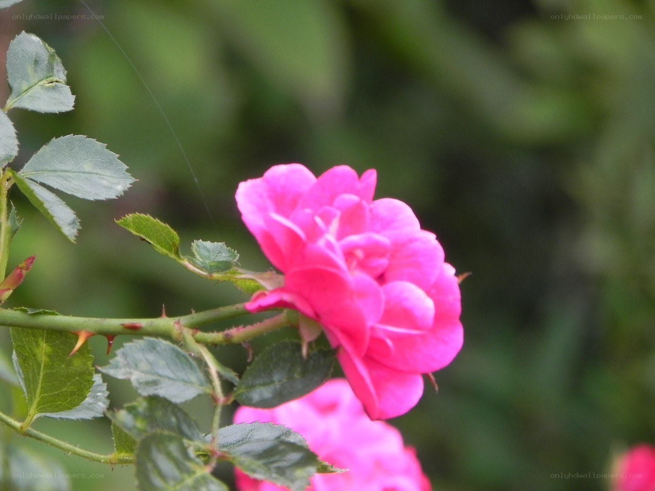 pink rose in garden
