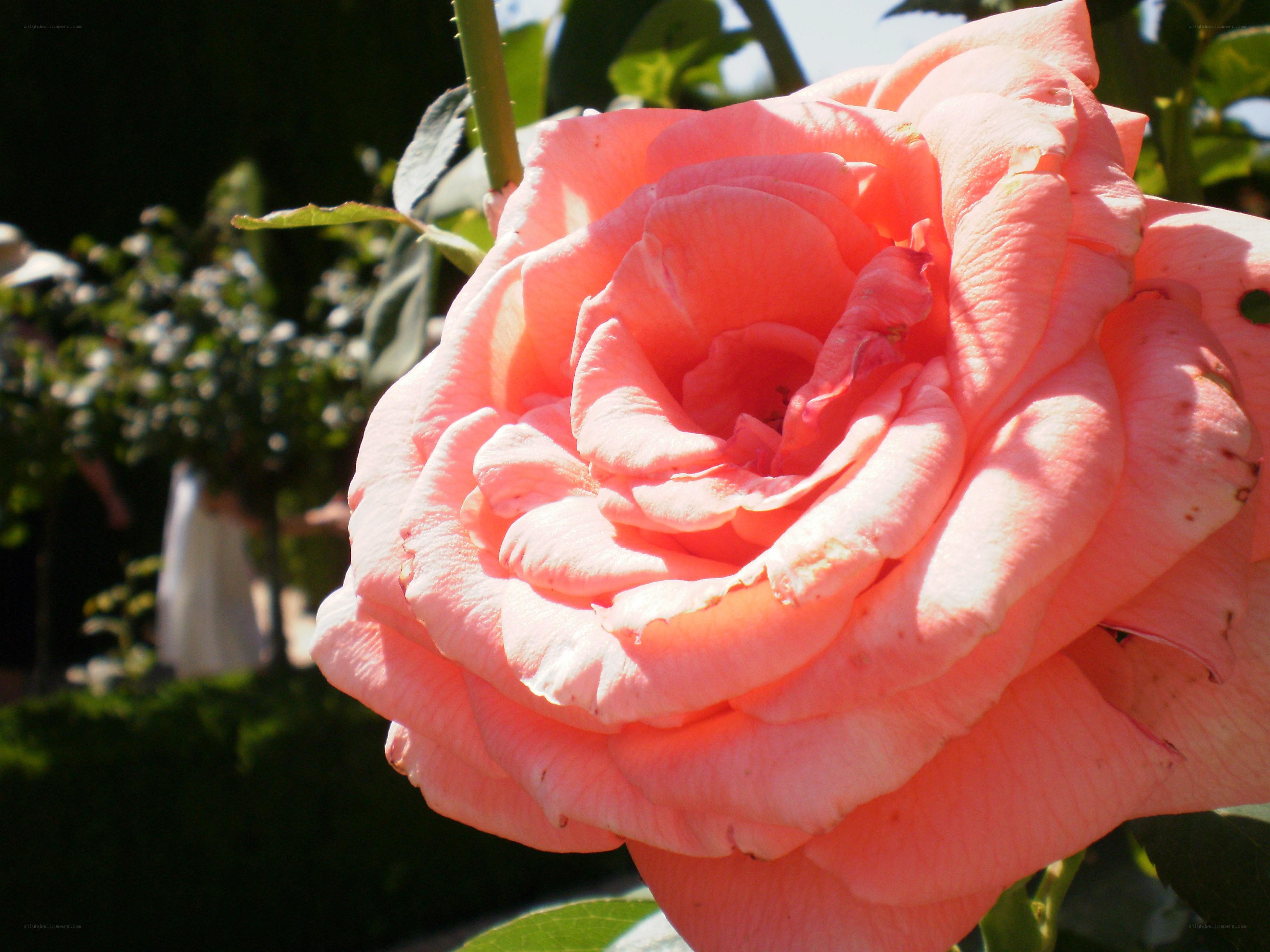Pink rose in garden