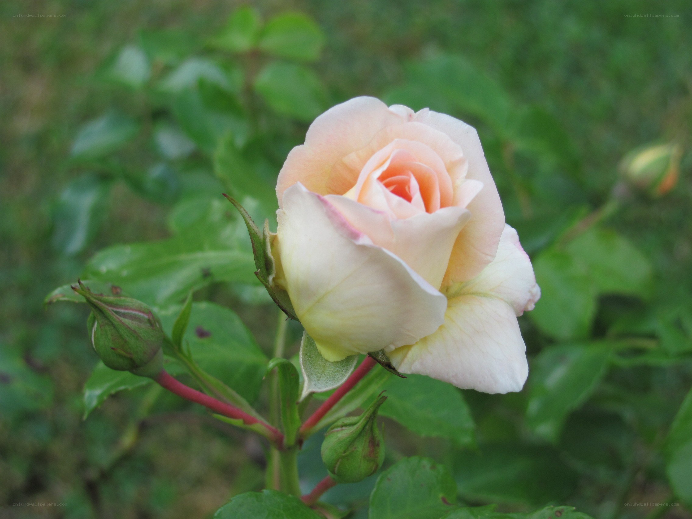 Pink rose in garden