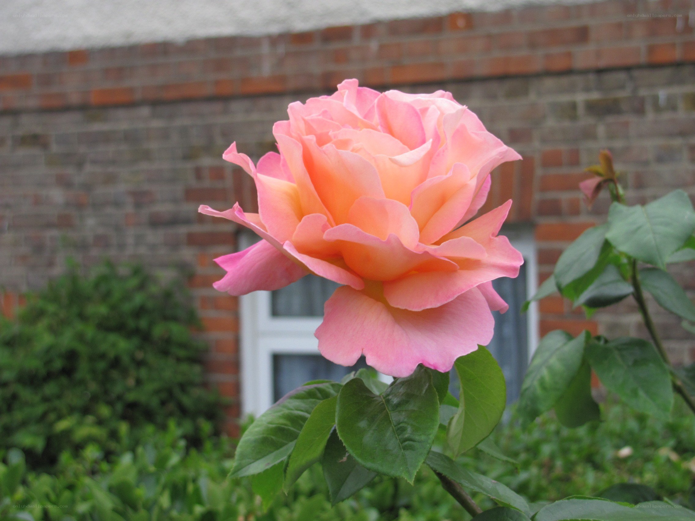 Pink rose in garden