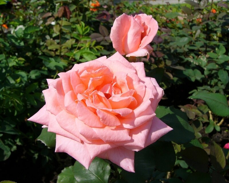 Pink rose in garden