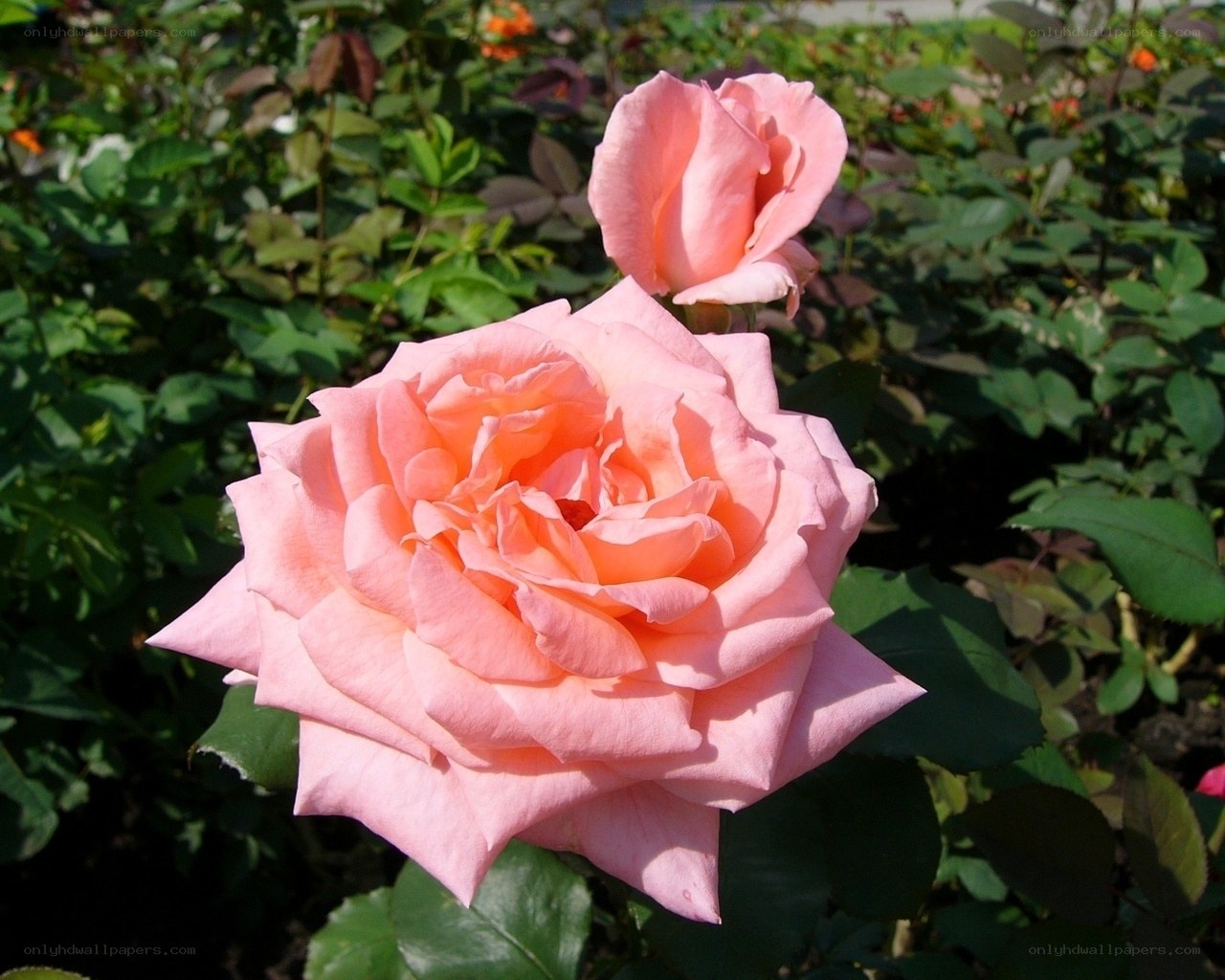 Pink rose in garden