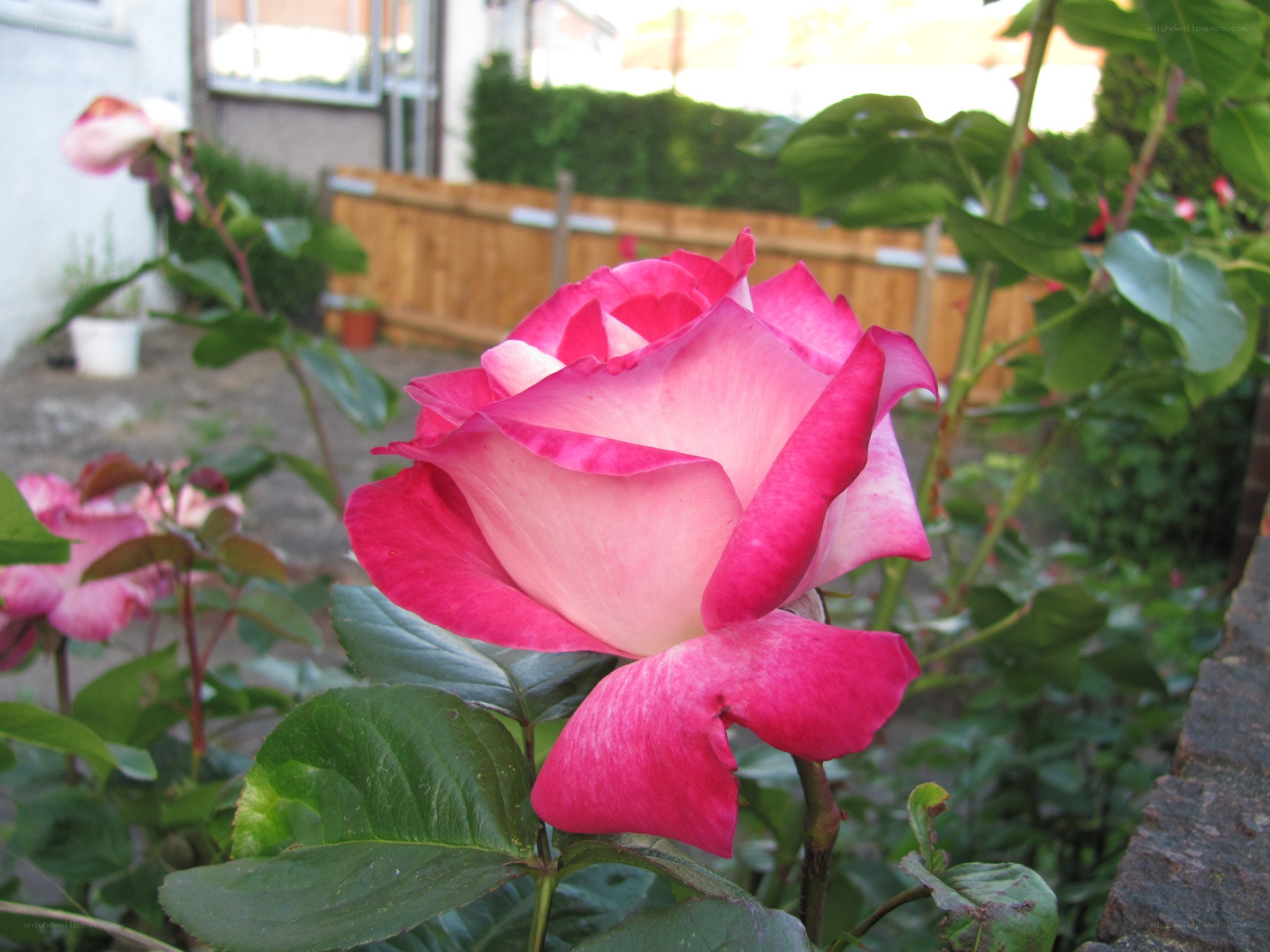 Pink rose in garden