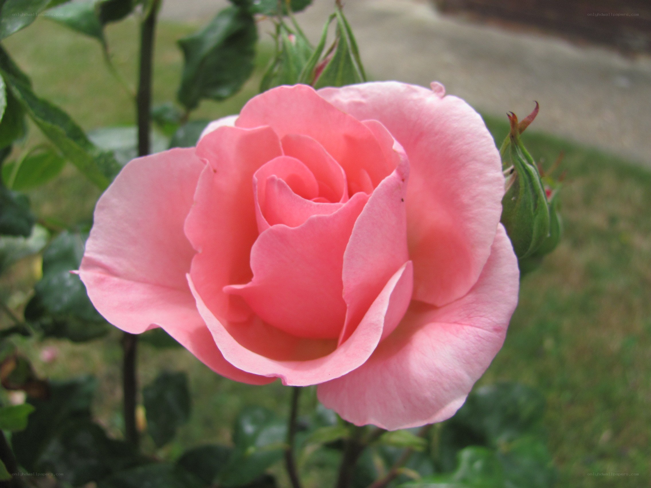 Pink rose in garden