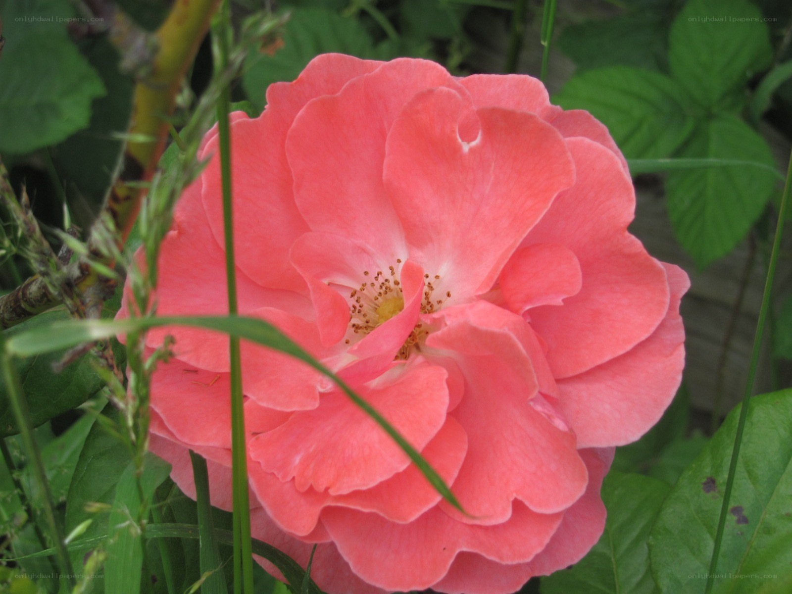 Pink rose in garden