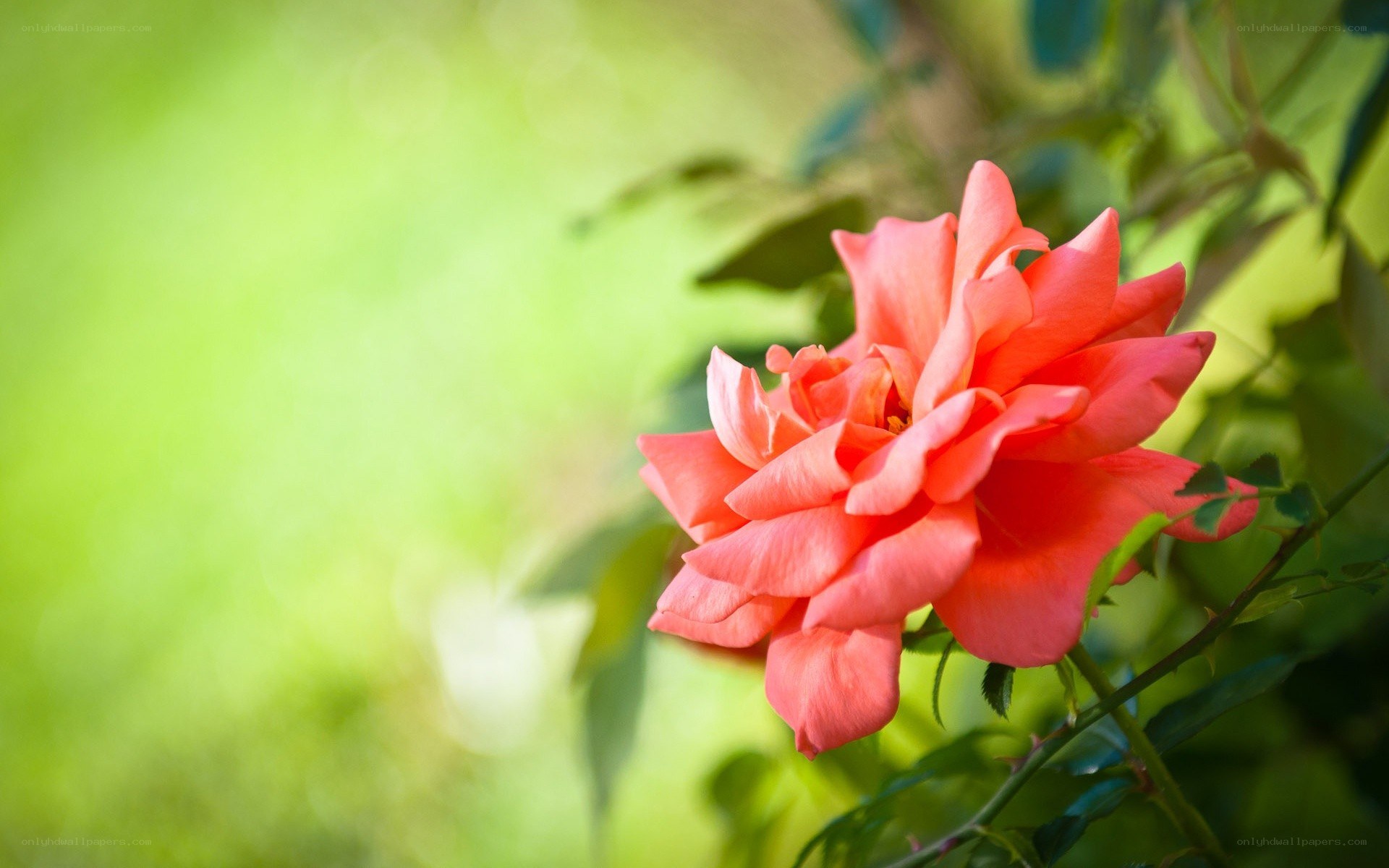 Pink rose in garden