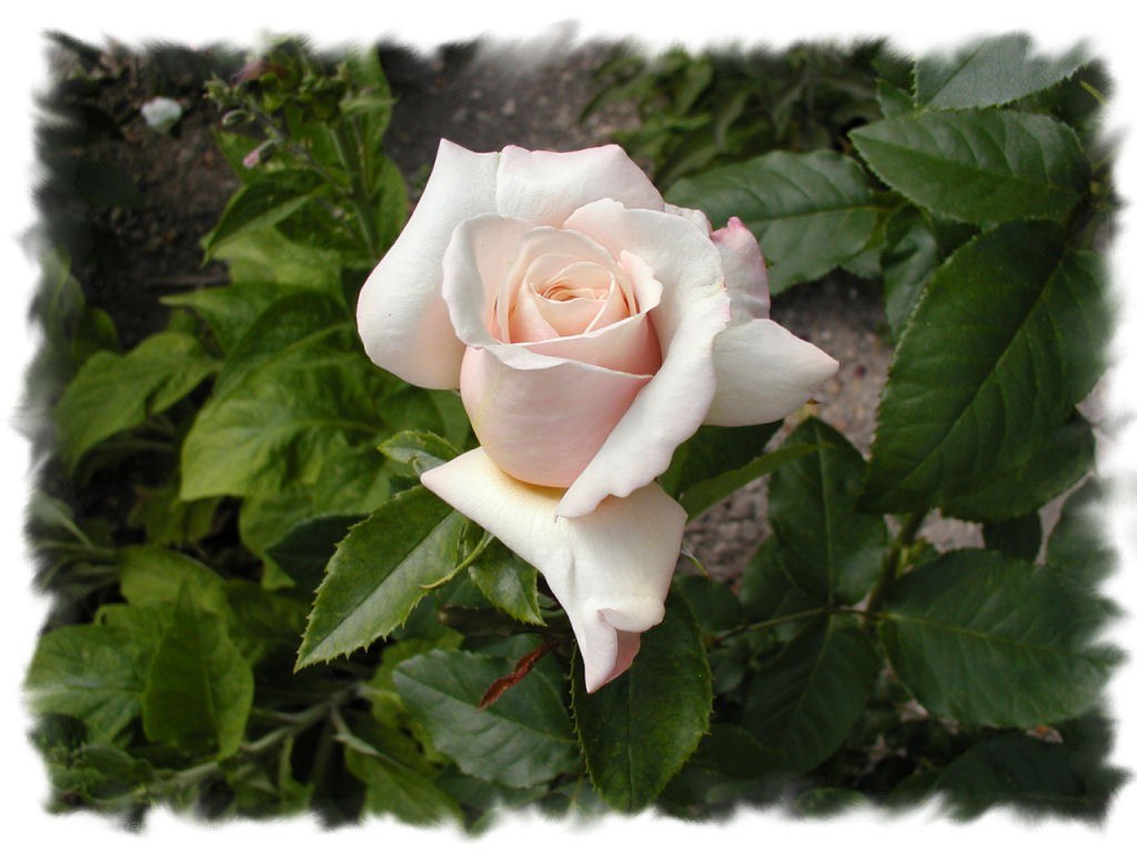 pink rose in garden
