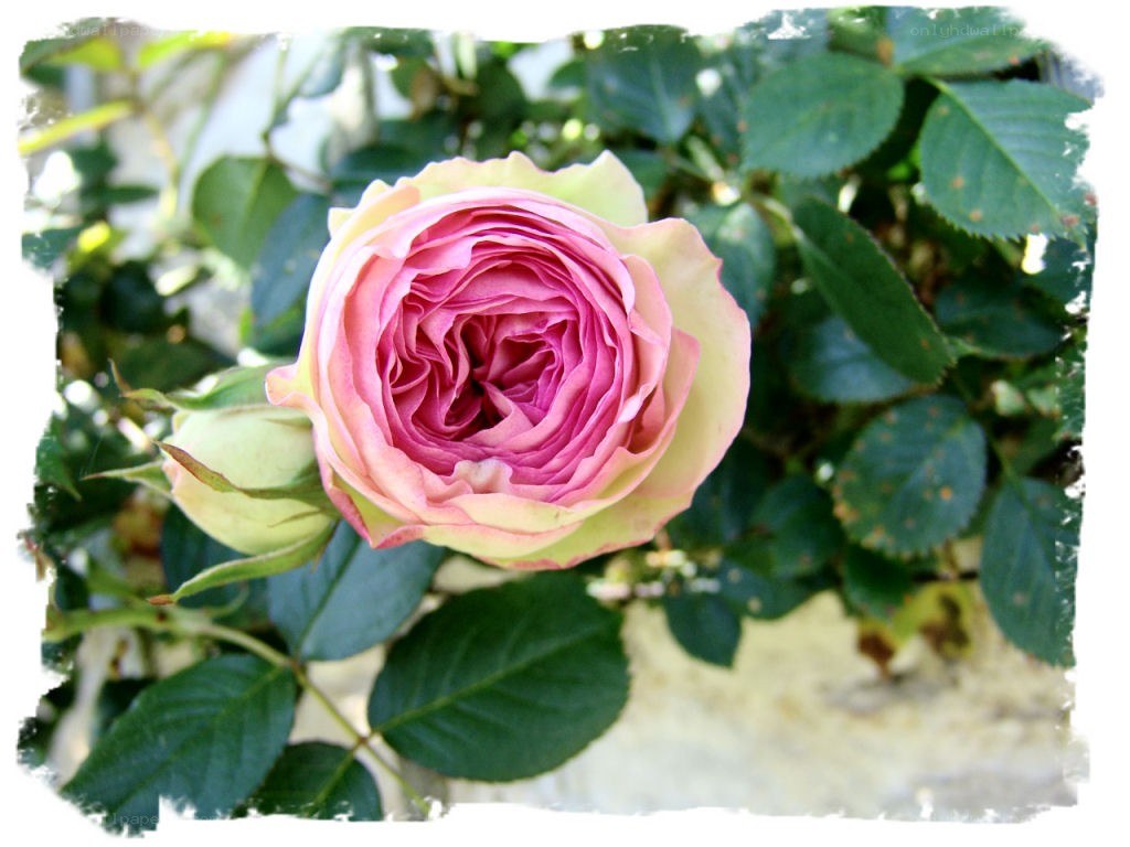 Pink rose in garden
